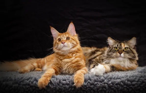 Cat, look, cats, pose, the dark background, kitty, legs, red