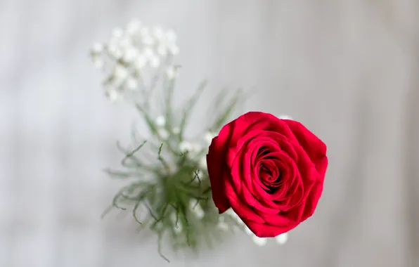 Macro, background, rose, Bud, red rose, bokeh