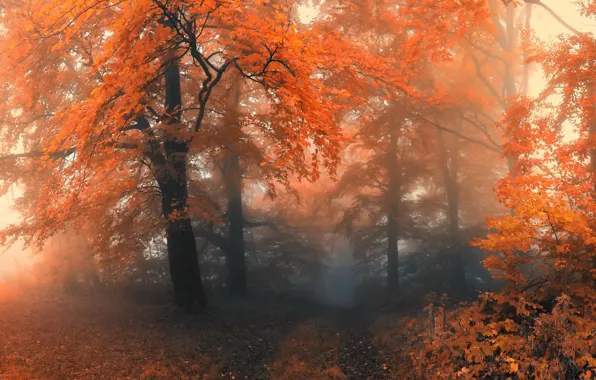 Picture autumn, forest, fog