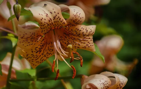 Summer, flowers, Lily