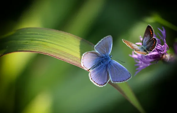 Picture flower, macro, butterfly, nature, pair, a blade of grass, Marilena Factor