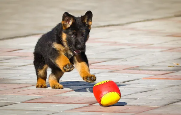 Picture the ball, puppy, German shepherd