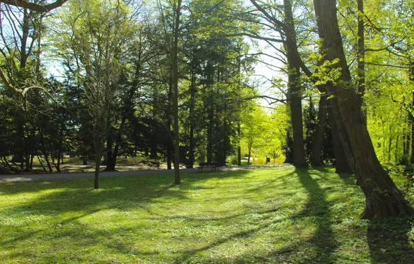 Trees, park, spring