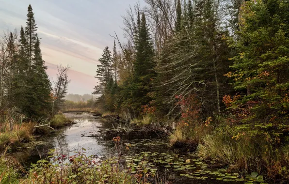 Autumn, forest, landscape, nature, river, dawn, beauty, morning