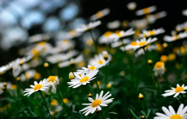 Summer, flowers, nature, background, Wallpaper, chamomile, plants, Daisy