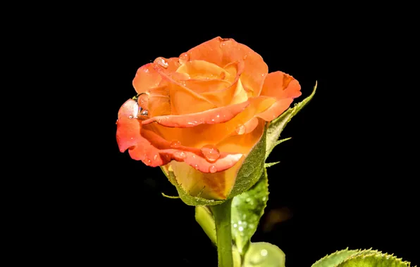 Picture red, rose, beautiful, raindrops