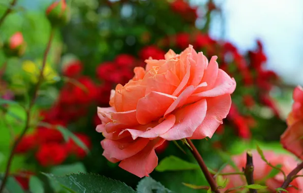 Picture Rose, Roses, Bokeh, Bokeh