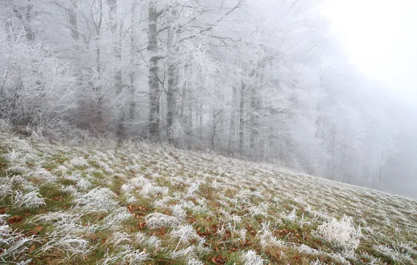 Picture frost, snow, fog