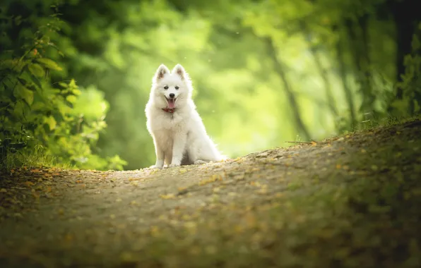 Picture nature, dog, puppy, bokeh