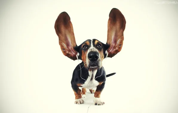 Dog, headphones, ears