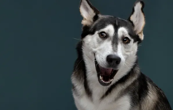 Picture face, smile, background, mood, portrait, dog, ears, Svetlana Pisareva