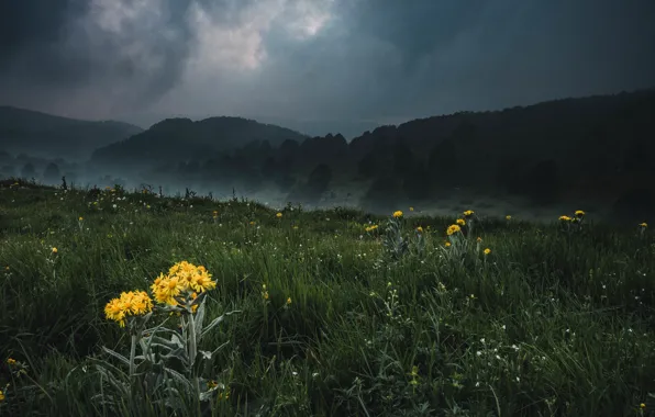 Field, forest, summer, grass, flowers, mountains, clouds, fog