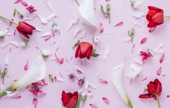 Flowers, petals, tulips, red, red, flowers, tulips, petals