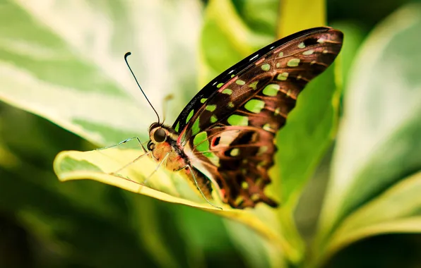 Leaves, microsemi, butterfly, wings, insect, beautiful, closeup