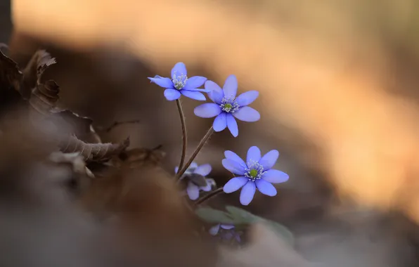 Macro, flowers, nature
