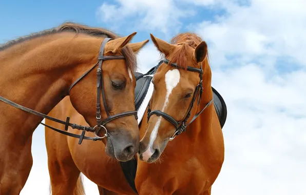 Sky, blue, horses