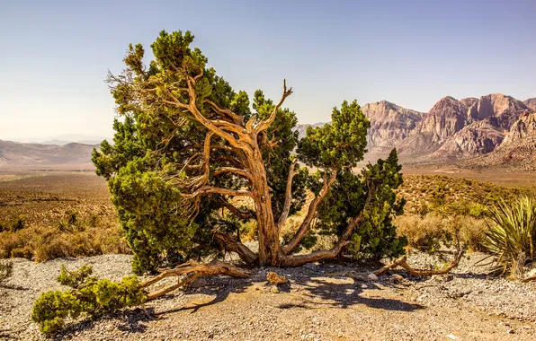 The sky, trees, mountains, stones