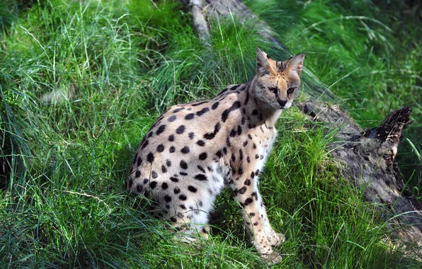 Picture cat, grass, log, Serval