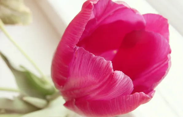 Picture flower, Tulip, dark pink