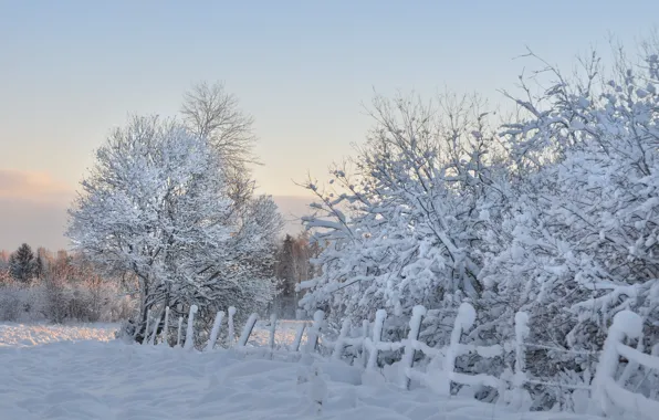 Picture winter, snow, trees, the fence, morning, frost