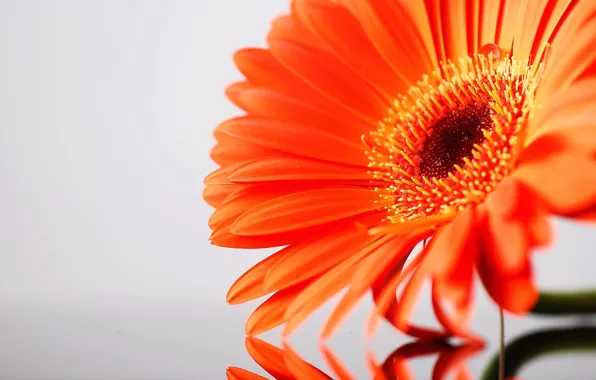 Flower, petals, gerbera