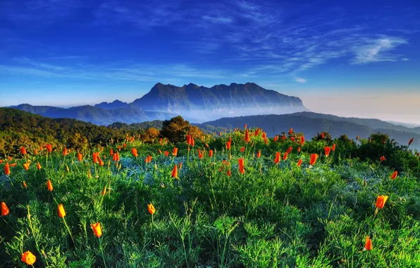 The sky, mountains, tulips