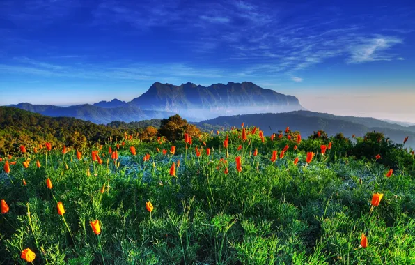 Picture the sky, mountains, tulips