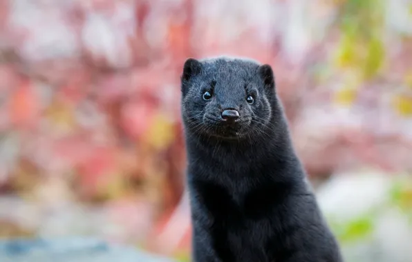 Portrait, face, ferret
