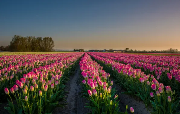 Picture landscape, flowers, field, tulips, Netherlands