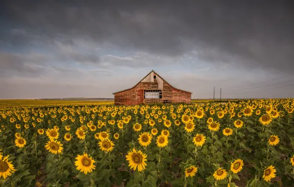 Field, summer, the sky, clouds, sunflowers, flowers, clouds, house