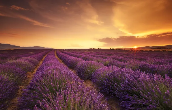 Field, sunset, the rays of the sun, lavender