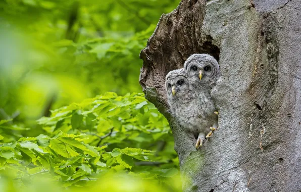 Greens, forest, birds, branches, tree, foliage, owls, a couple