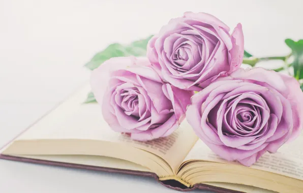 Picture flowers, roses, bouquet, book, love, vintage, flowers, romantic