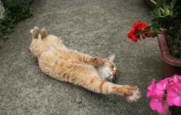 Stretching, on the back, red cat