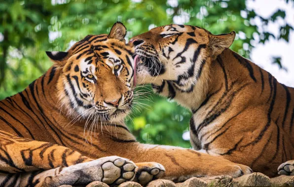 Love, wild cats, a couple, tigers