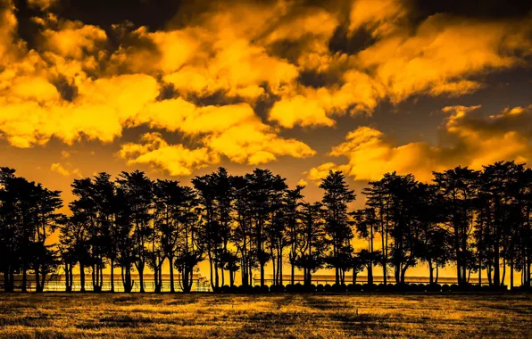 Trees, sunset, nature