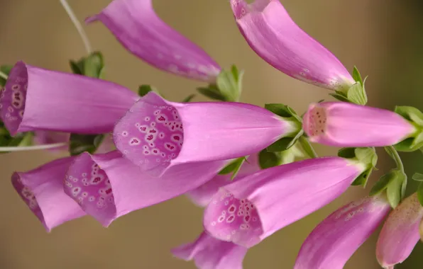 Picture flower, petals, exotic, inflorescence