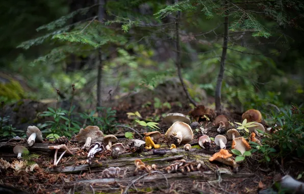 Forest, mushrooms, bokeh