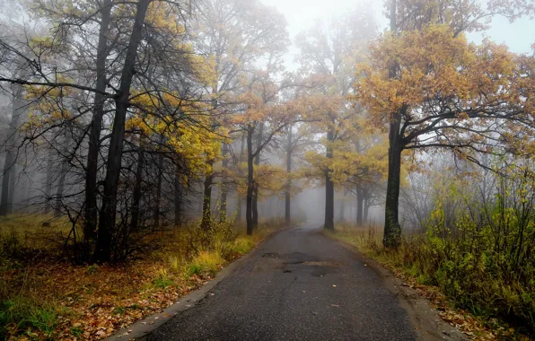 Picture road, autumn, forest, landscape, nature