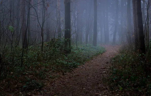 Picture autumn, forest, trees, nature, fog, trail, Germany, Chemnitz