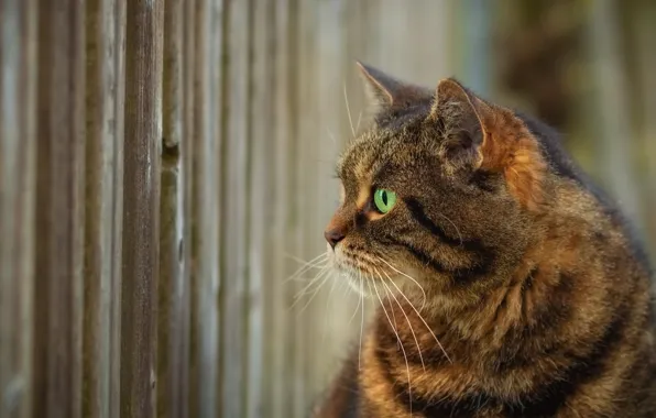 Cat, look, the fence, profile
