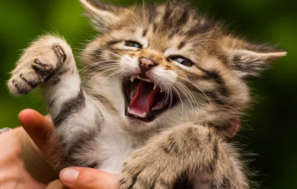 Baby, kitty, pisklya