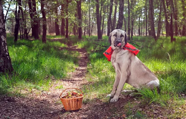 Forest, dog, basket, path