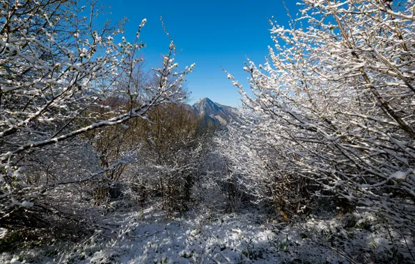 The sky, Winter, Trees, Snow, Forest