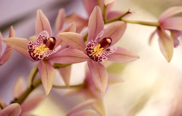 Picture branches, petals, Orchid
