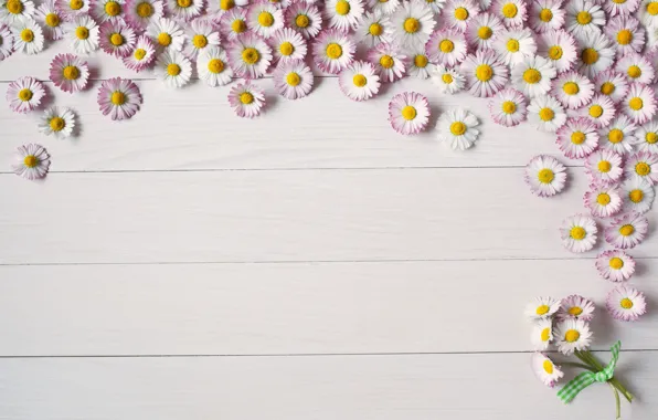 Background, Board, summer, flower, pink, Daisy