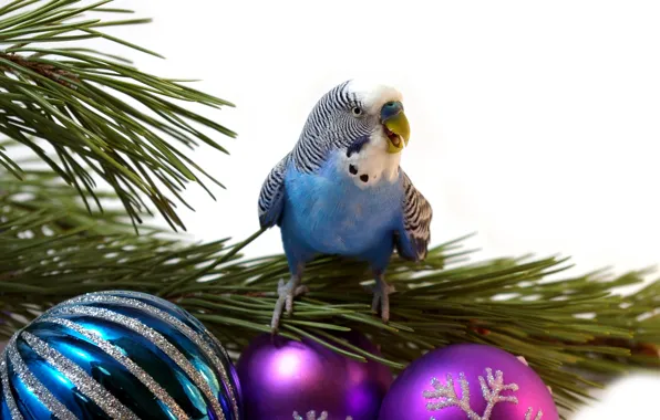 Branches, green, balls, tree, new year, beak, Christmas, parrot