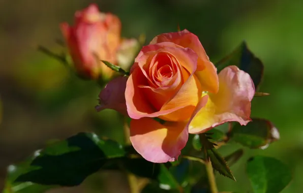 Leaves, flowers, orange, yellow, roses, garden, buds, green background