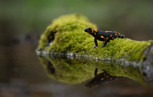 Greens, water, nature, reflection, moss, snag, bokeh, fire