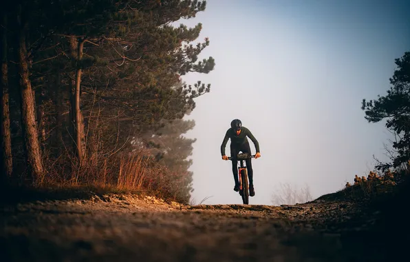 Road, forest, nature, sport, morning, athlete, male, cyclist